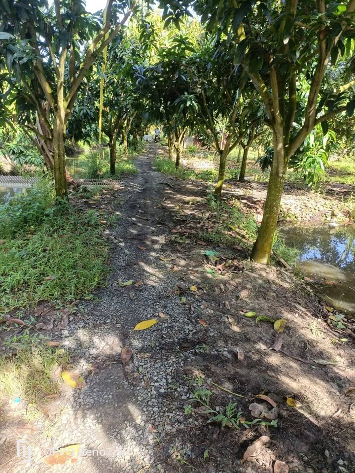 Đất vườn mít và dừa xã Bình Thành huyện Thanh Bình 4720m² - Giá thỏa thuận hấp dẫn!