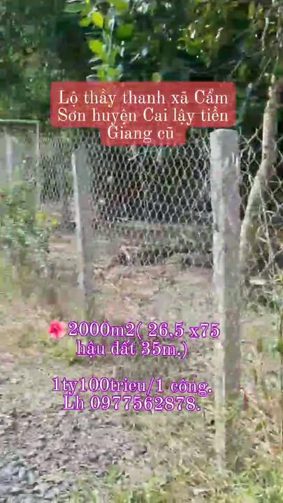 Farm Sầu Riêng 1000m² tại Cẩm Sơn, Cai Lậy - Đầu tư sinh lời với vườn trái cây đẹp!