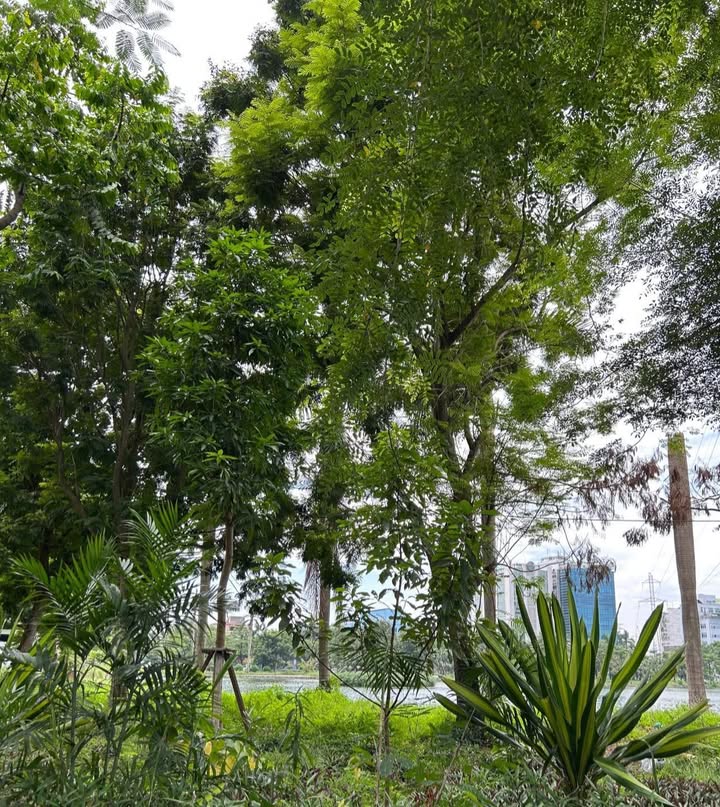 Nhà đẹp Tân Mai 65m² giá 11.45 tỷ - View công viên thoáng đãng!