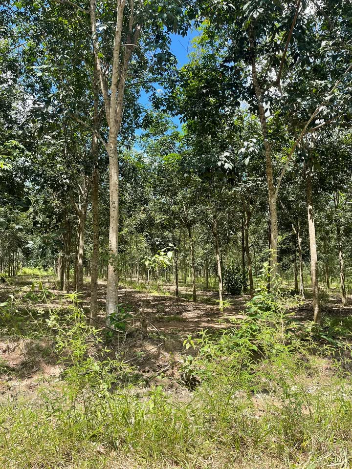 Đất nền thổ cư 3600m² xã Nam Chính, huyện Đức Linh - Giá 396 triệu, mặt tiền đường rộng!