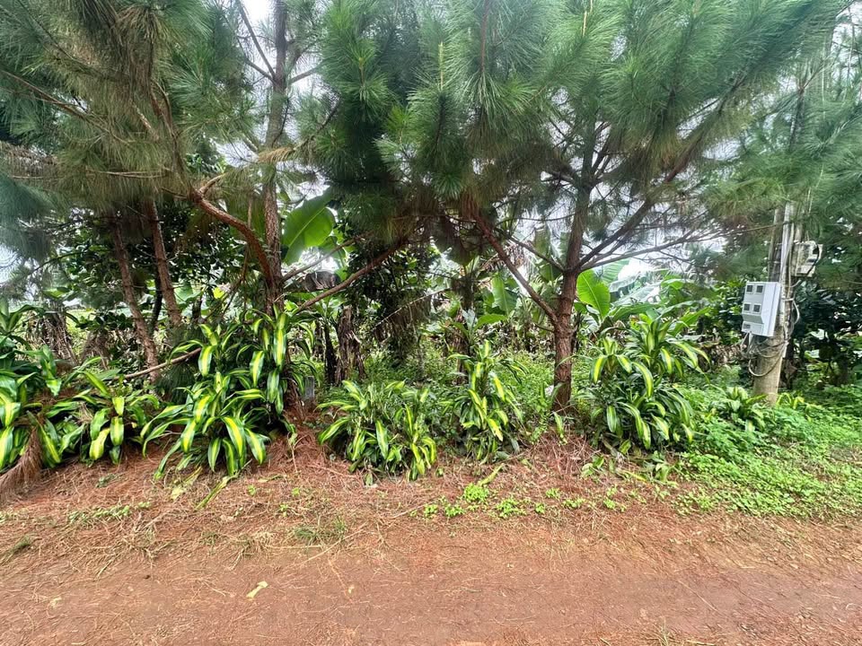 Đất đẹp 1785m² tại Lộc An, Bảo Lâm, Lâm Đồng - Giá ngộp chỉ 2.8 tỷ!