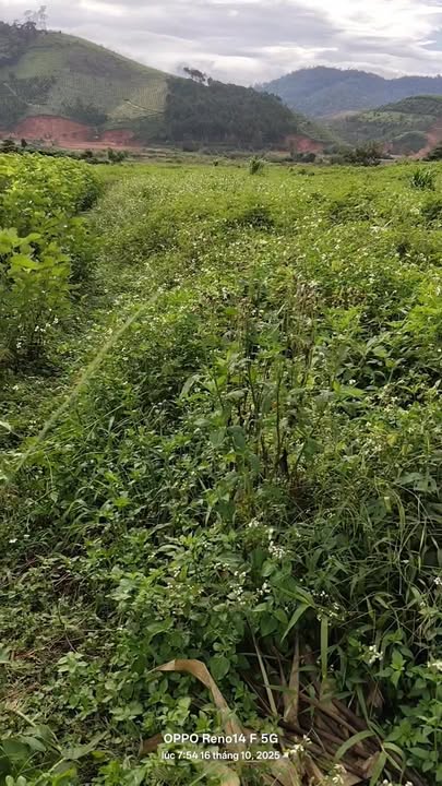 Đất nền 1 héc tại Đạ K'Nàng, Lâm Đồng giá 5 tỷ - Sổ đỏ chính chủ, vị trí thuận lợi!