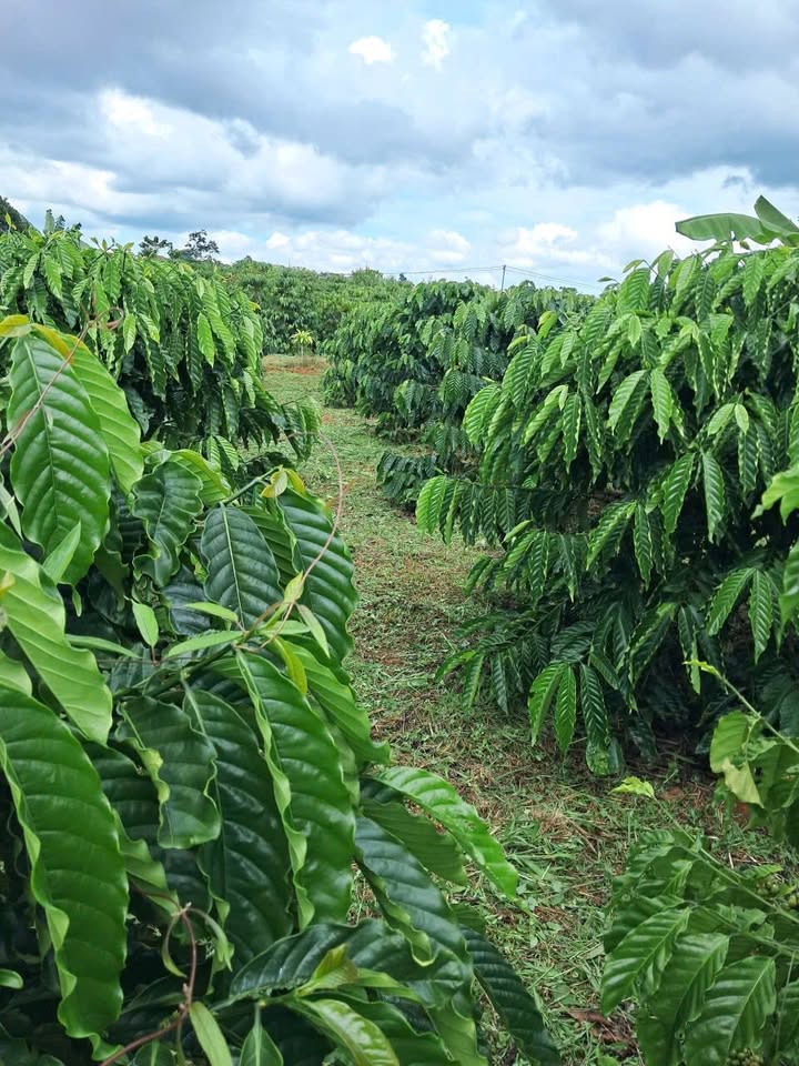 Đất nền Lộc Ngãi Bảo Lâm 40m² giá 850 triệu - Đầu tư sinh lời ngay!