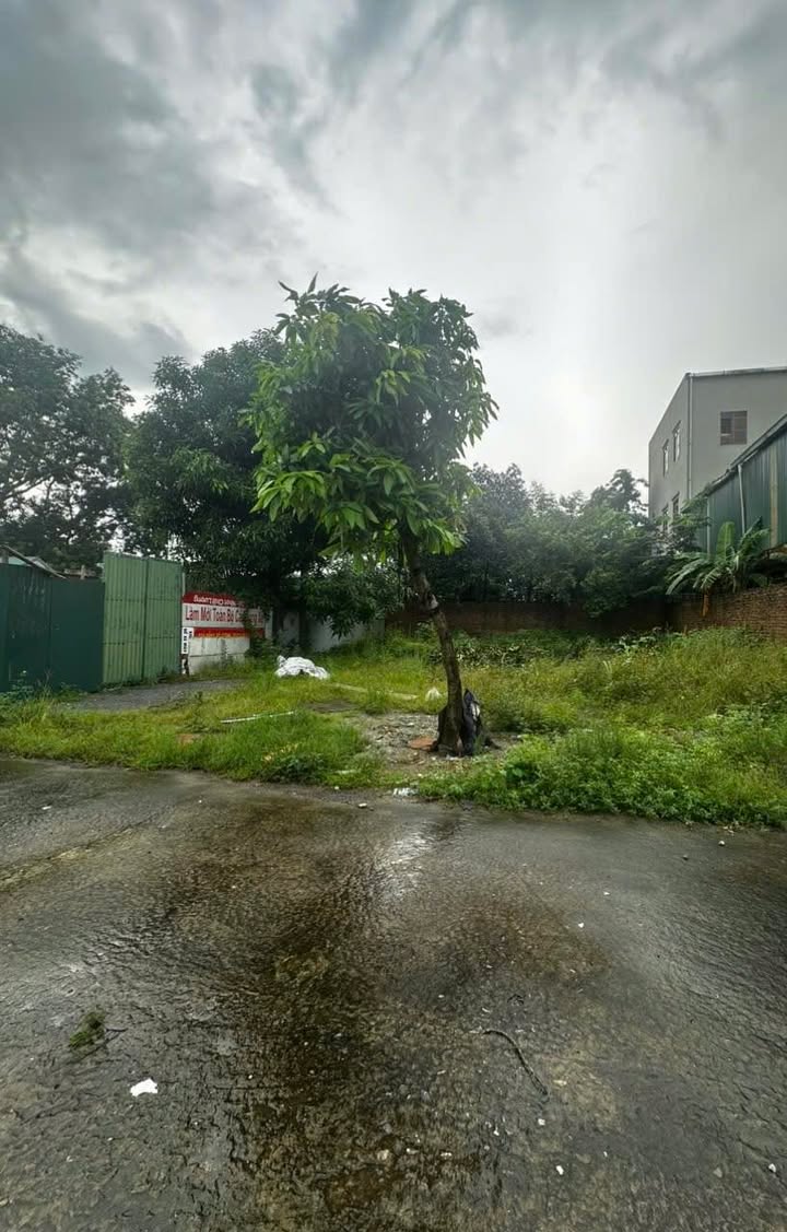 Lô đất nhà vườn Ninh Khánh 252m² giá thỏa thuận - Vị trí đẹp, đầu tư sinh lời!