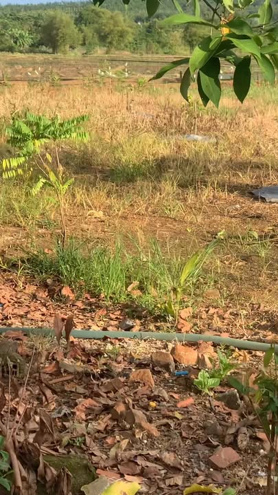 Đất vườn 1080m² tại Thiện Hưng, Bù Đốp - Kinh doanh cây ăn trái lý tưởng!