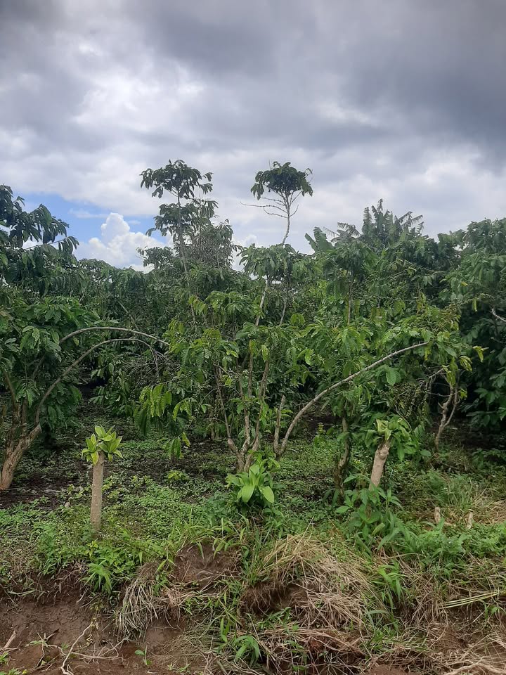 Đất vườn Lộc Phát 5000m² giá 3.3 tỷ - Cơ hội đầu tư hấp dẫn!