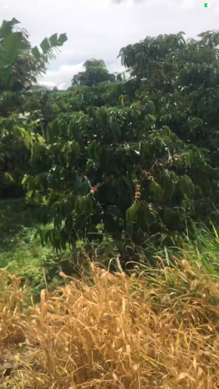 Đất nền 66.000m² tại Lộc An, Bảo Lâm - Sổ đỏ chính chủ chỉ 2.31 tỷ!