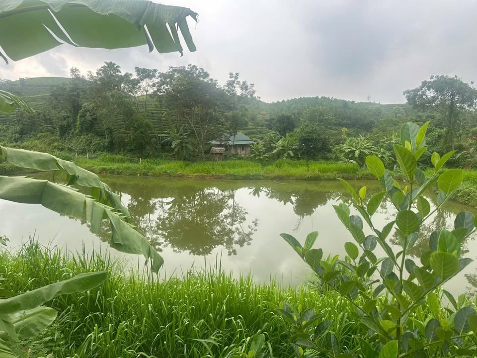 Lô đất 5000m² Minh Đài, Phú Thọ - Giá chỉ từ 100 triệu - Cơ hội đầu tư hiếm có!