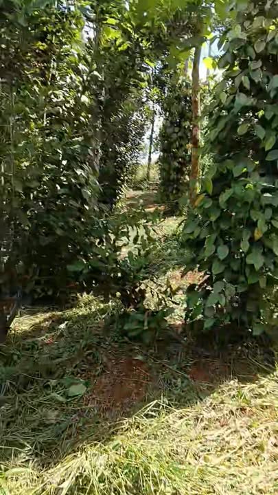 Đất nền 1620m² Làng Dao BonmerA Đăk R'tih chỉ 450 triệu - Đầu tư sinh lời nhanh!