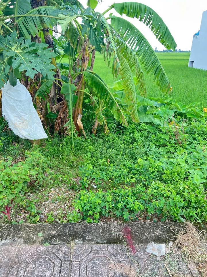 Đất kinh doanh Vũ Lăng, Tiền Hải 120m² giá 1.5 tỷ - Cơ hội đầu tư tuyệt vời!