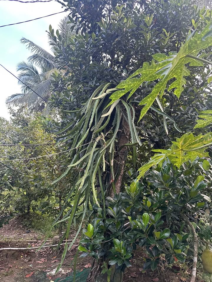 Bán đất vườn dừa và mít tại Thạnh Ngãi, Mỏ Cày Bắc 6000m² - Cơ hội đầu tư hấp dẫn!