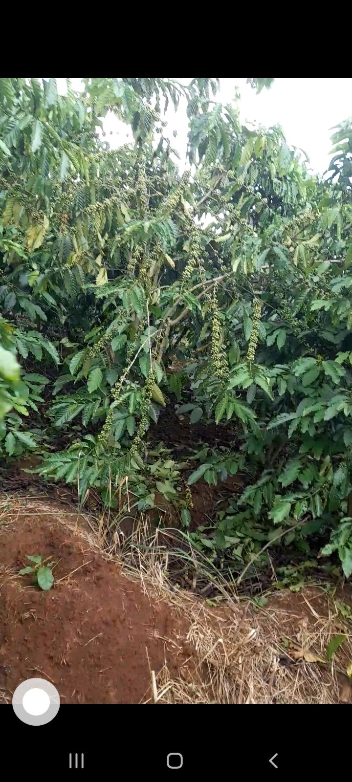 Đất nền Tân Văn Lâm Hà 22m² giá 1.25 tỷ - Mặt đường bê tông sổ hồng chính chủ!