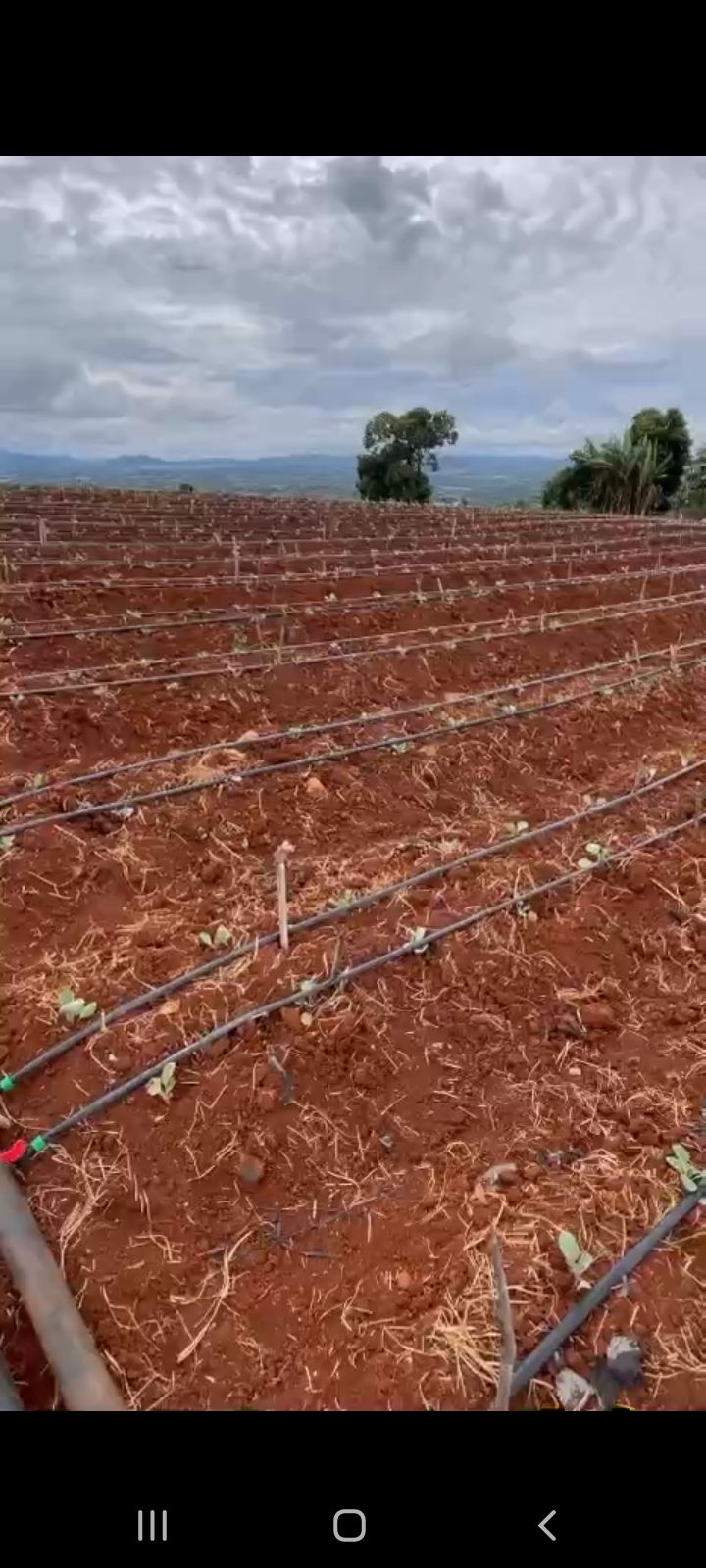 Đất cho thuê Tân Hà, Lâm Hà - 230 triệu/năm - Đường xá thuận tiện