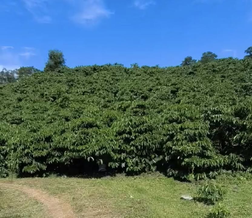 Đất nền 2ha Đam Rông 1 giá 3.6 tỷ - Cơ hội đầu tư tuyệt vời!