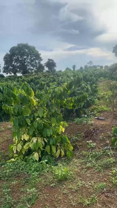 Đất nền Cư M'gar Đắk Lắk 72.000m² giá 250 triệu - Đường đá dăm thuận lợi