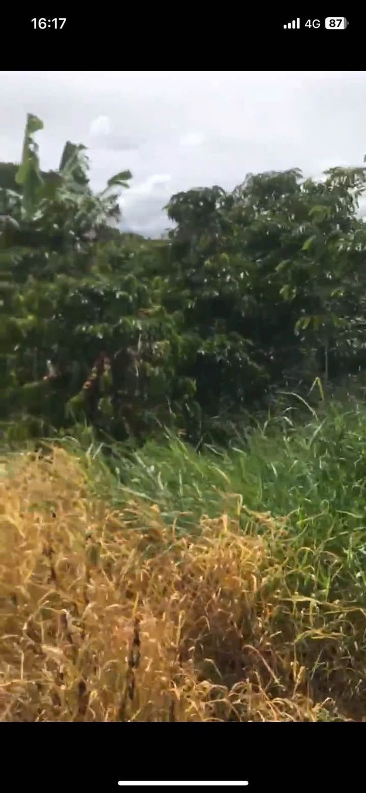 Đất thổ cư 6 sào tại thôn An Hoà, Lộc An - Giá chỉ 2.31 tỷ VND