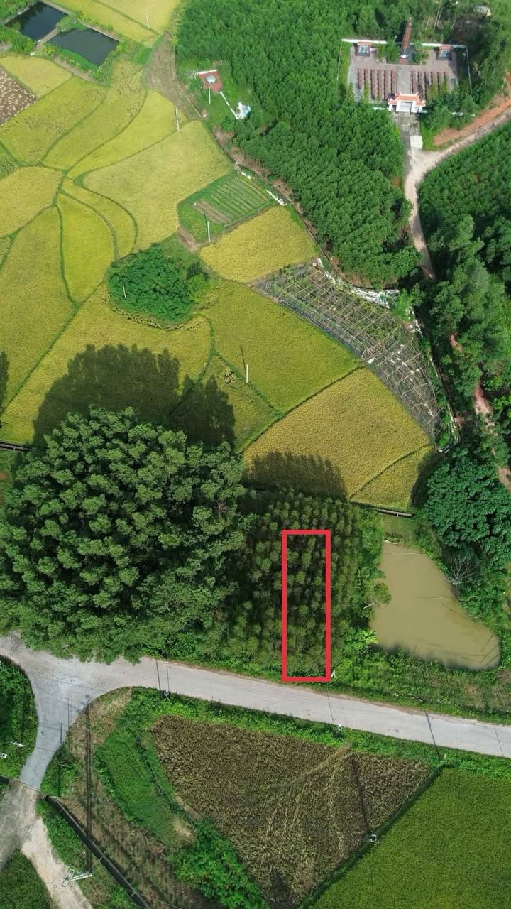 Đất đấu giá đẹp Tân Hiệp 100m² giá 1.05 tỷ - Đầu tư an cư lý tưởng!