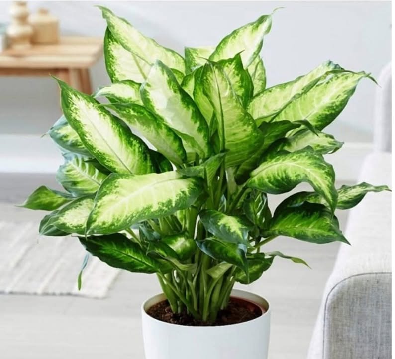 Đất nền Hòa Xuân Đà Nẵng 100m² giá 5.8 tỷ - Chính chủ, vị trí đẹp!