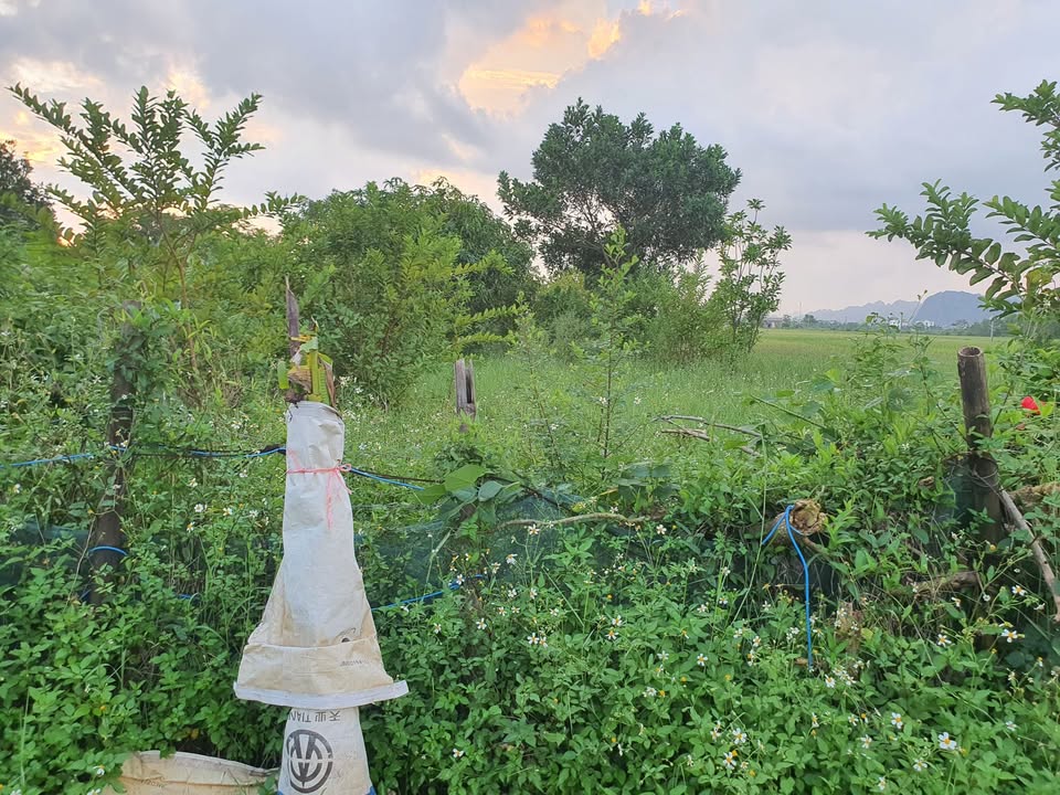 Đất nền Gia Lập, Gia Viễn 440m² giá chỉ 1xx triệu - Đầu tư sinh lời ngay!