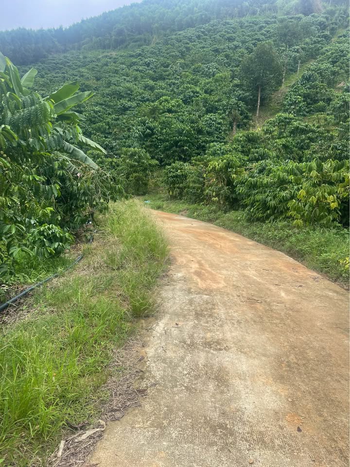 Đất cà phê Đắk R'măng 1.4ha giá chỉ 1.45 tỷ - Cơ hội đầu tư hấp dẫn!