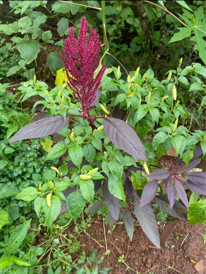 Đất nền Lý Chính Thắng, Pleiku, 1000m² giá 65 tỷ - Đầu tư sinh lời ngay!