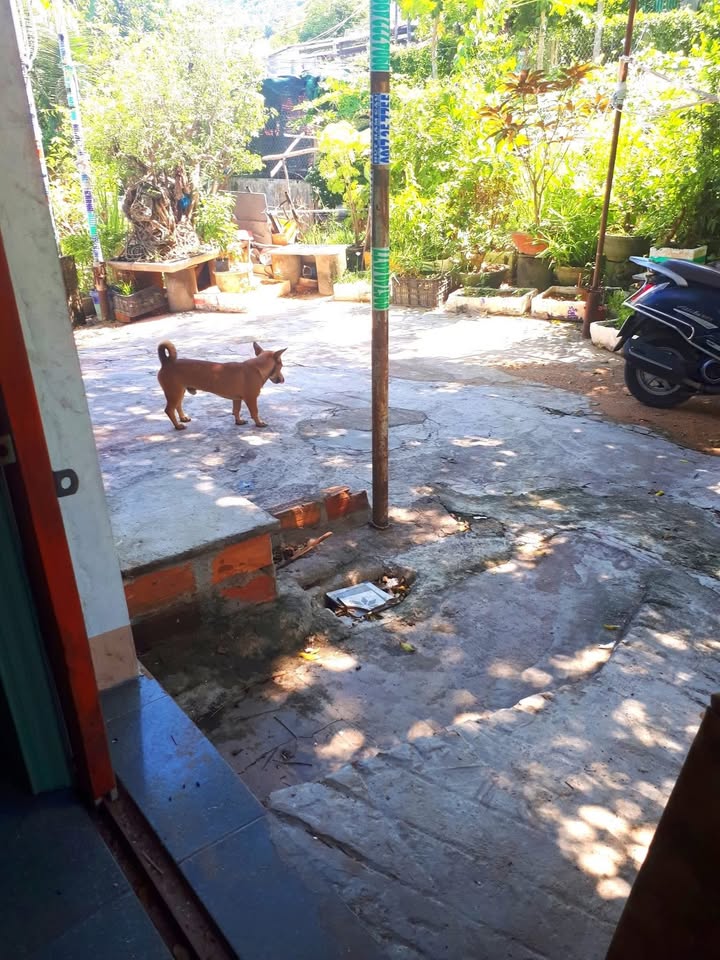 Nhà hẻm Tây Sơn, Pleiku 90m² giá 880 triệu - Chính chủ bán gấp!