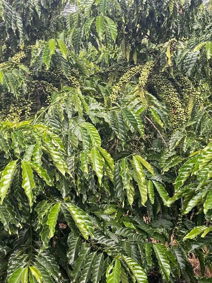 Đất nền 1ha tại Làng Bô, xã Ia Yok - Giá chỉ 2.5 tỷ VND - Pháp lý rõ ràng!