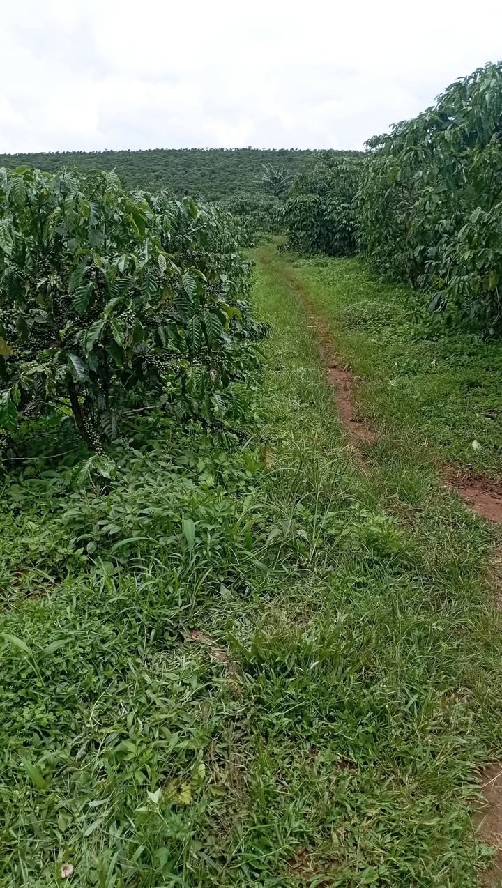 Đất nền Lộc Đức Bảo Lộc 4000m² giá chỉ 2 tỷ - Sổ đỏ chính chủ!