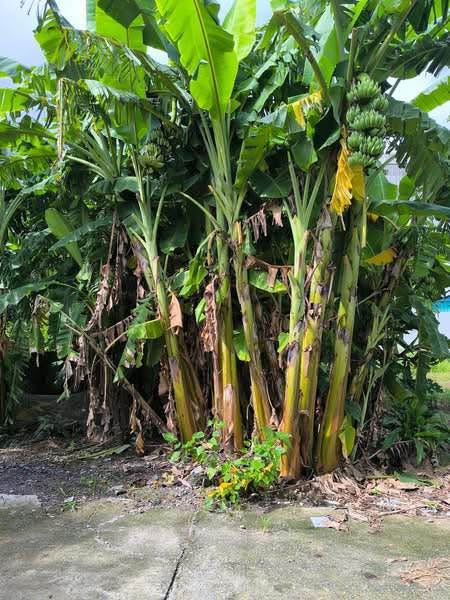 Đất nền Nam Sơn, An Dương 101m² giá 2.424 tỷ - Đường ô tô vào thoải mái!