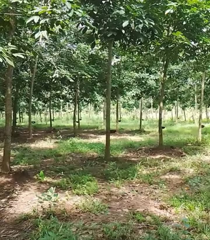 Đất nền 3ha Lộc An, Lộc Ninh - Giá chỉ 1.2 tỷ - Đầu tư sinh lời ngay!