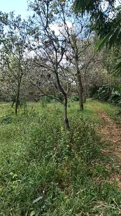 Farm 10.000m² xã Thọ Sơn Bù Đăng - Đầu tư lý tưởng cho nhà vườn!