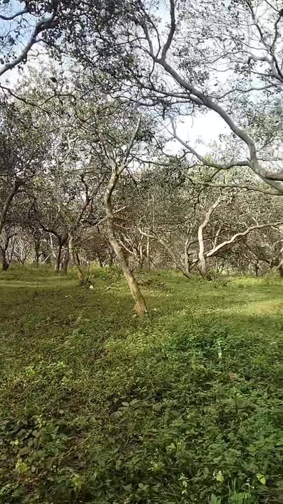 Đất nền Bù Đăng Bình Phước 28,000m² giá chỉ 2.5 tỷ - Đầu tư sinh lời hấp dẫn!