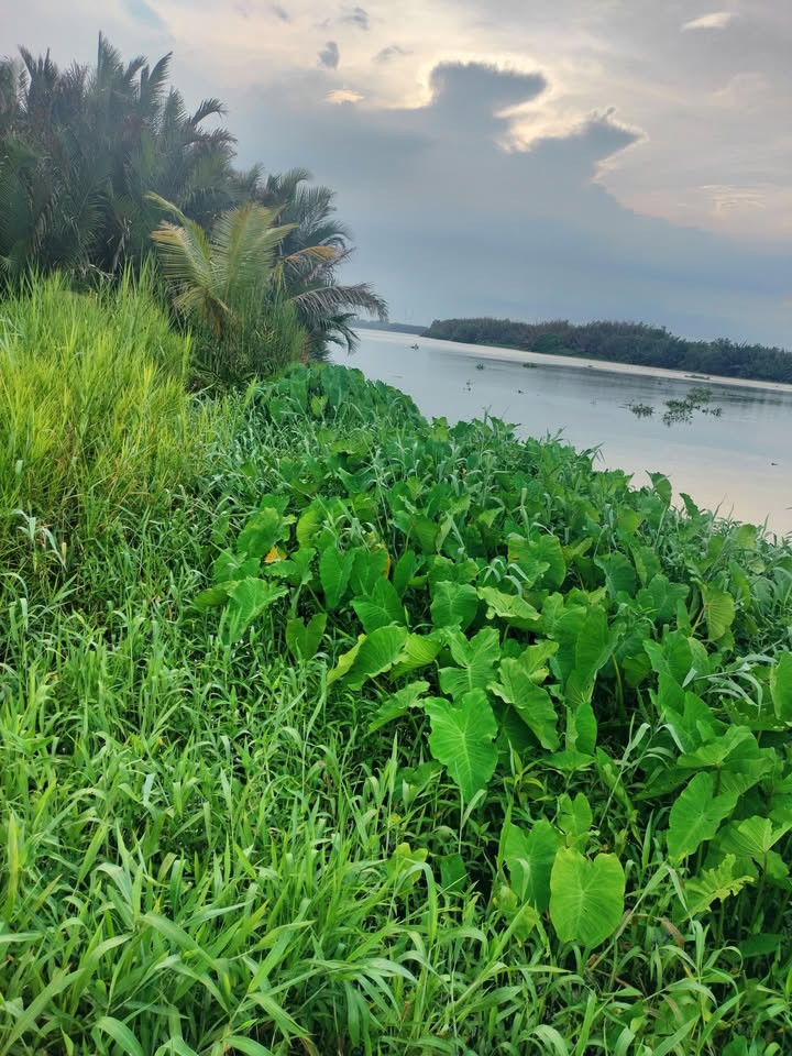 Đất vườn 4800m² xã Mỹ Thạnh Thủ Thừa, giá 4.8 tỷ - Cơ hội đầu tư hấp dẫn!