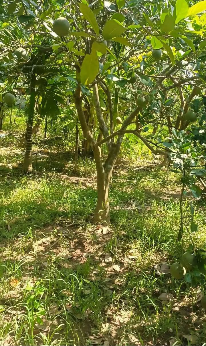 Đất vườn 758m² tại Đại Hưng, Mỹ Đức - Cơ hội trồng cây ăn quả sạch!