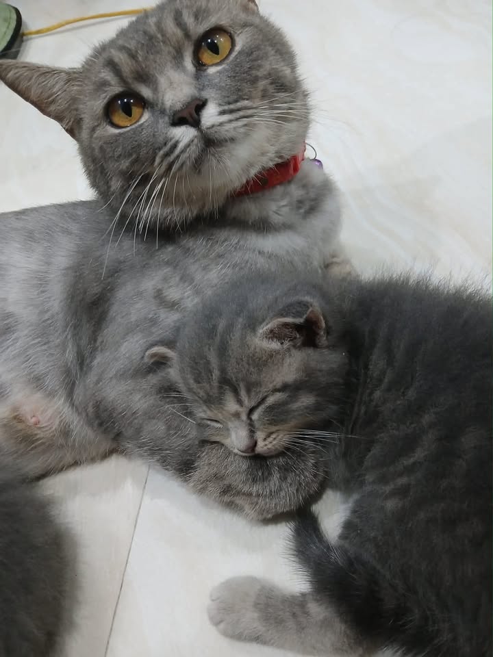 Đất nền An Thắng, An Lão 80m² giá hơn 900 triệu - Đầu tư sinh lời ngay!