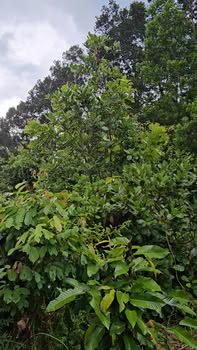 Đất nền 1000m² tại Thôn Tà Gộc, Khánh Vĩnh - Giá chỉ 180 triệu, view suối tuyệt đẹp!