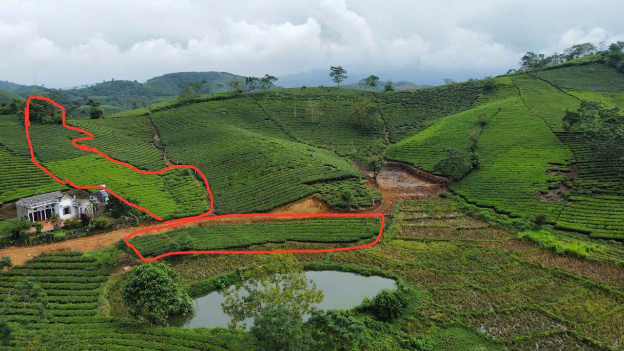 Đất Farm 3.000m² Văn Miếu, Thanh Sơn chỉ vài trăm triệu - Cơ hội đầu tư hiếm có!