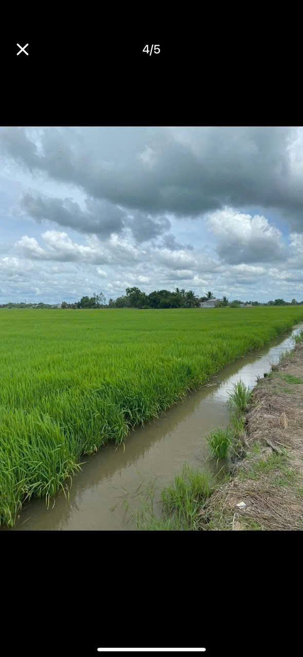 Đất nền An Ninh Tây, Đức Hòa, Long An 1,2ha giá 2.5 tỷ - Đầu tư sinh lời ngay!