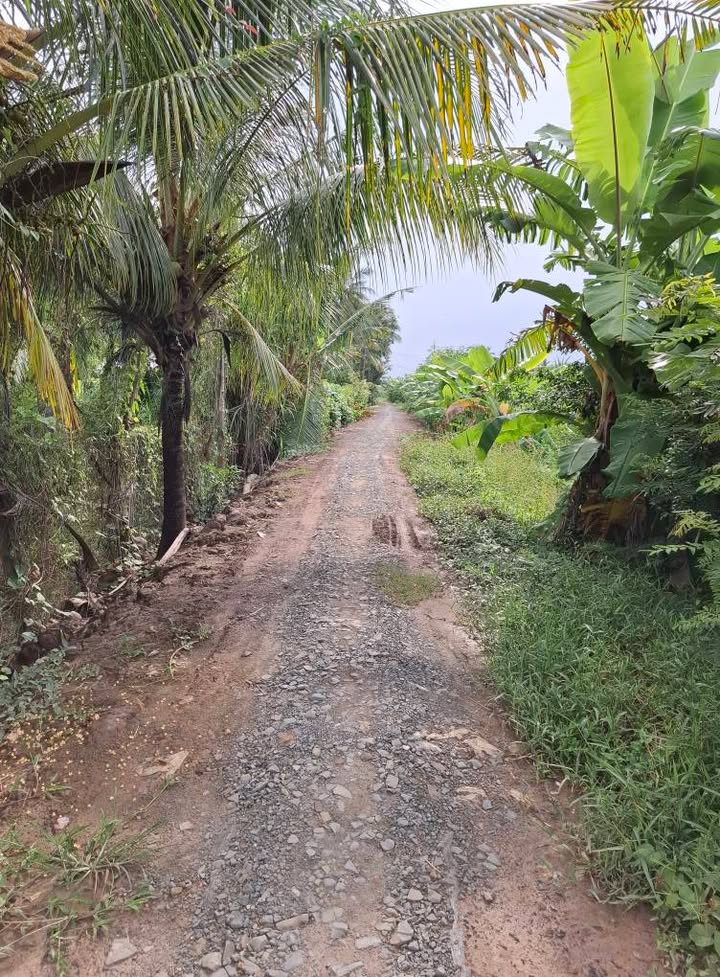 Đất trồng cây ăn quả 3383m² tại Vĩnh Long - Giá cực tốt chỉ 18.6 tỷ!