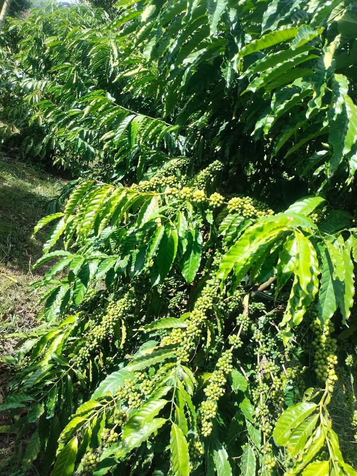 Đất nền 1 hecta xã Krông Nô, Lắk giá chỉ 2.45 tỷ - Cơ hội đầu tư hấp dẫn!