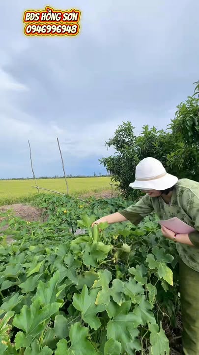 Đất vườn 2000m² Thạnh Lộc - Giá chỉ 96 tỷ - Đầu tư sinh lời ngay!