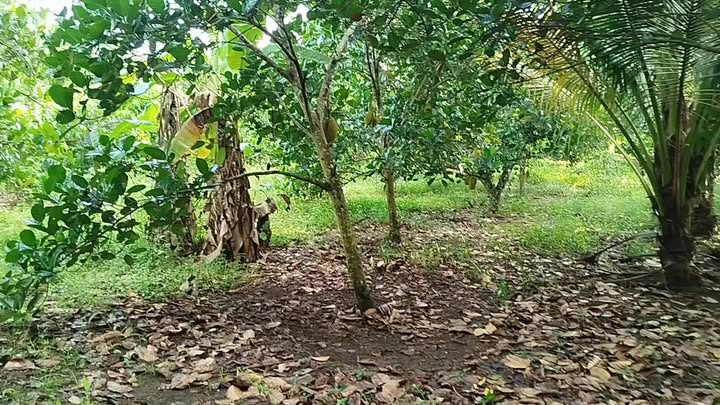 Đất nền Bảo Bình Cẩm Mỹ 10800m² giá 1 tỷ - Cách nhựa lớn 50m