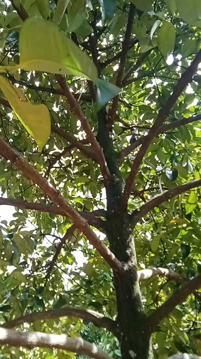 Farm cho thuê tại Long Khánh, Đồng Nai 10.000m² - Giá chỉ 70 triệu/năm!