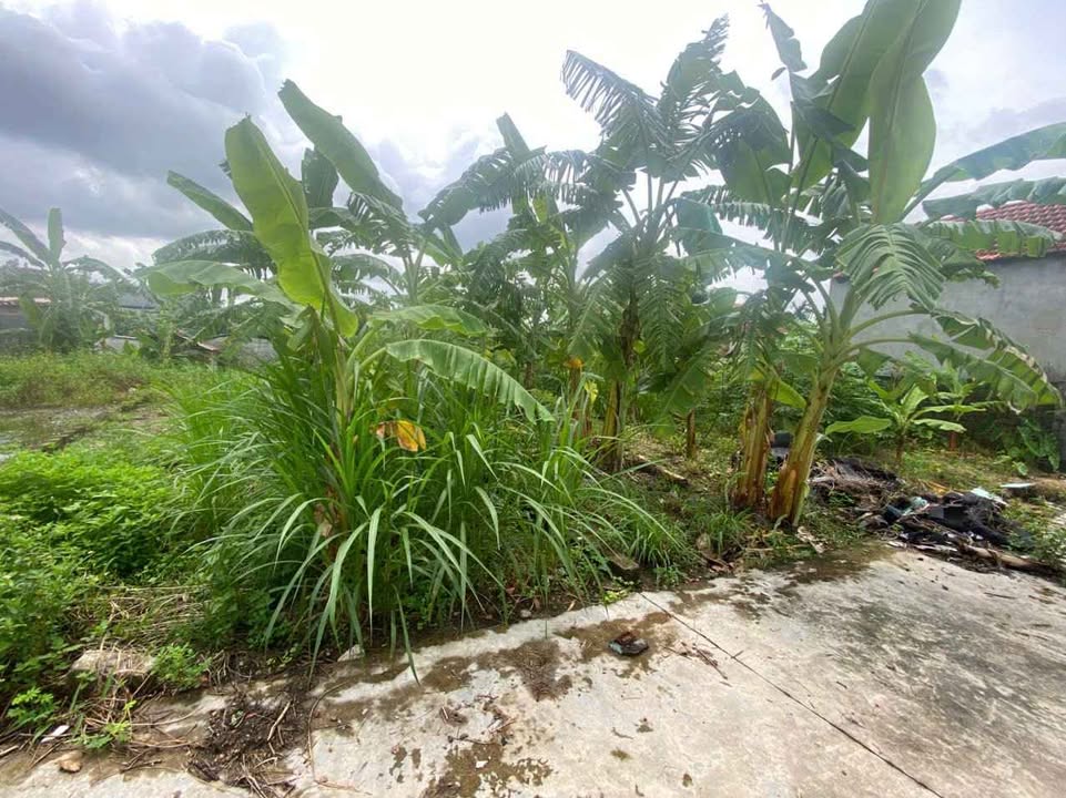 Đất nền Xóm 11 Liên Khê 70.5m² giá 570 triệu - Vị trí vàng cho đầu tư!