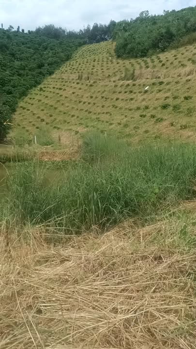 Đất nền xã Bảo Lâm 5.700m² giá 1,4 tỷ - Sổ đỏ chính chủ, mặt tiền 20m!