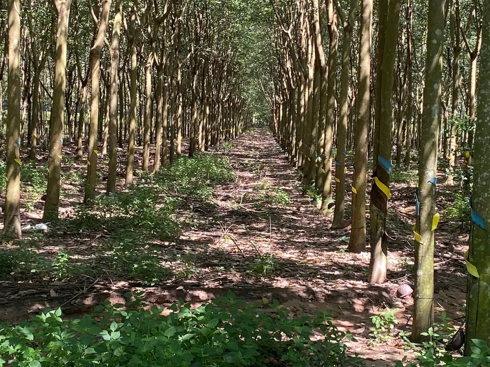 Đất nền 21000m² tại Thị trấn Phước Vĩnh, Bình Dương - Mặt tiền đường rộng, cơ hội đầu tư tuyệt vời!