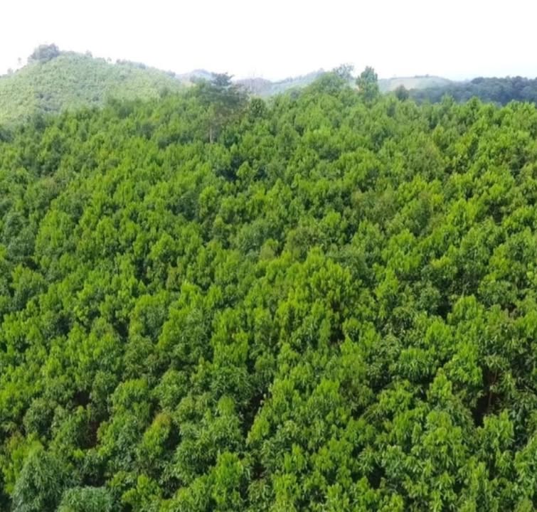 Cần tìm đất vườn, đất rừng 1ha tại Phù Ninh, Phú Thọ - Hỗ trợ nhanh chóng!