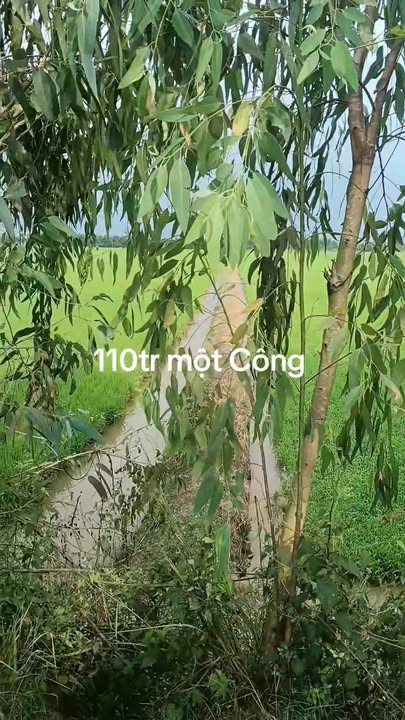 Đất nền 15 Công tại Bình Phong Thạnh, Mộc Hóa - Giá chỉ 1.65 tỷ