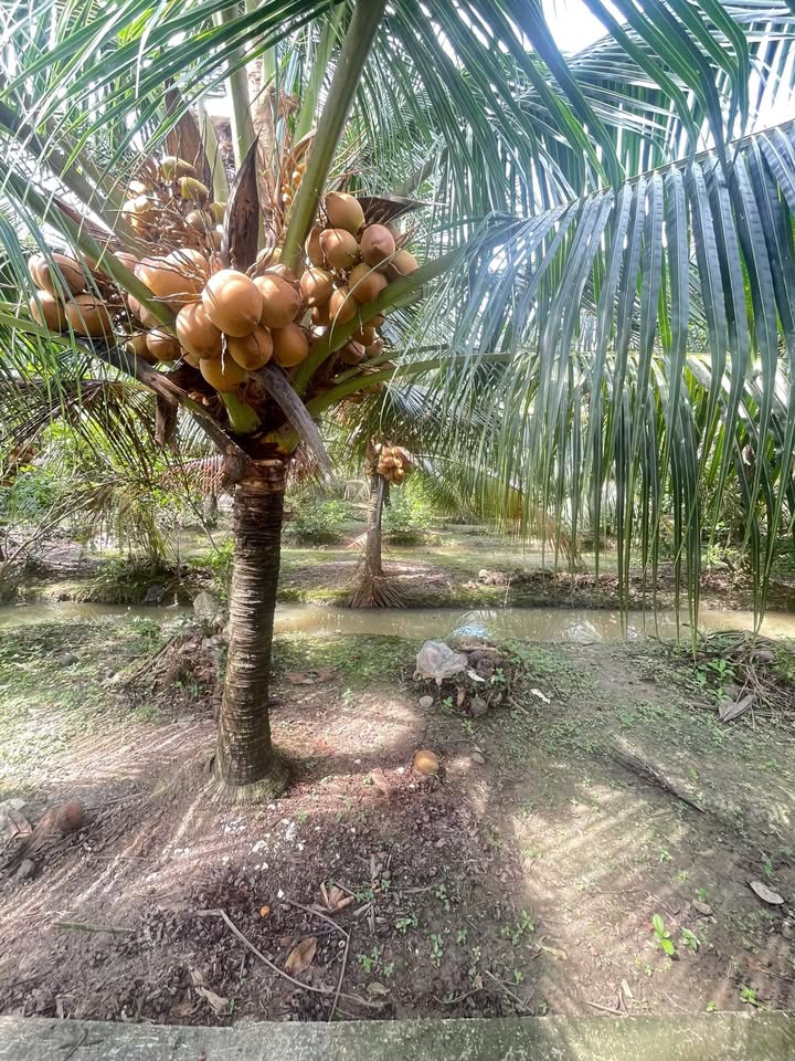 Đất vườn Dừa 2127m² tại Phường Mỹ Phong, Đồng Tháp - Giá chỉ 4.1 tỷ!