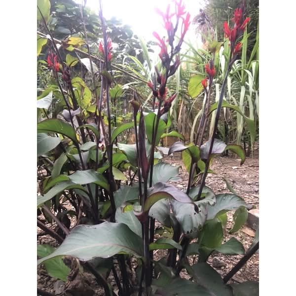 Đất nền Yên Bình, Cái Răng 94.5m² giá chỉ 799 triệu - Cơ hội đầu tư tuyệt vời!